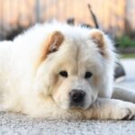 Profile photo of bezzag