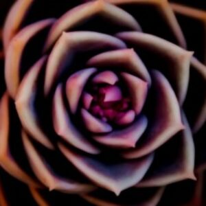 Profile photo of trish5