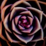 Profile photo of trish5