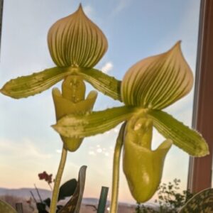 Profile photo of jayelby